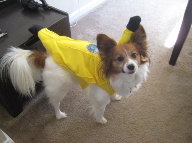 Bailey's favorite food is bananas. So Amy made him a banana costume for Halloween!