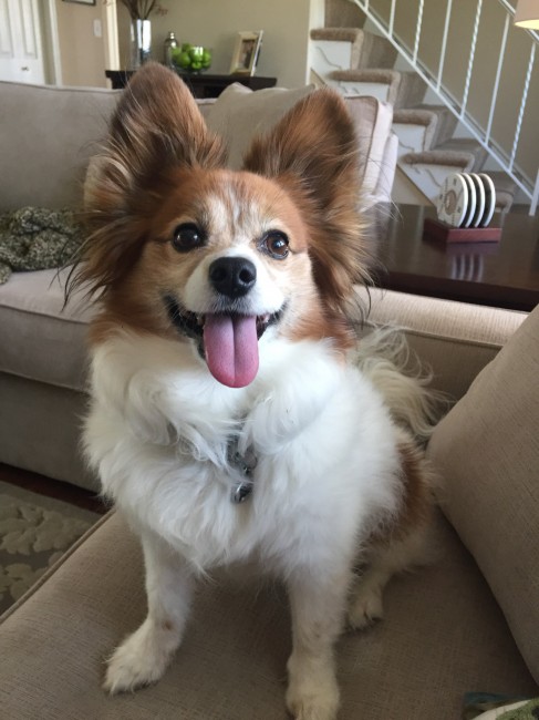 Bailey is one of the happiest little dogs ever!