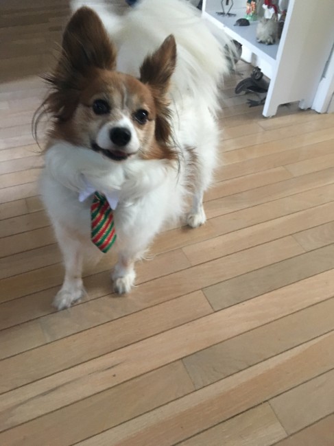 Sporting his fancy Christmas tie.