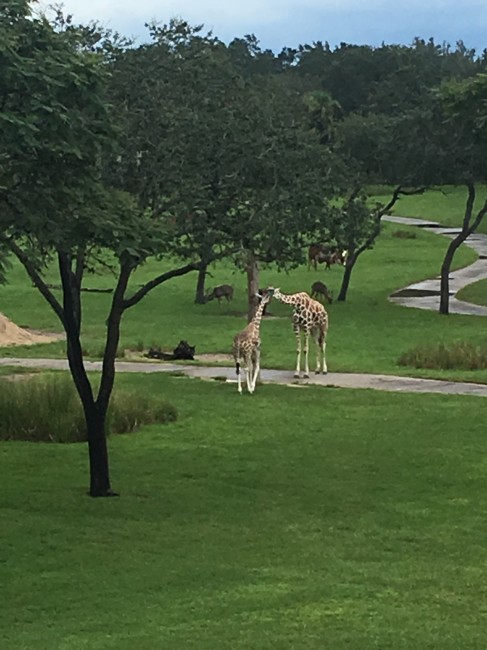 This is the view from our hotel room! We stayed at the Animal Kingdom lodge and had a balcony overlooking a safari. Amazing.