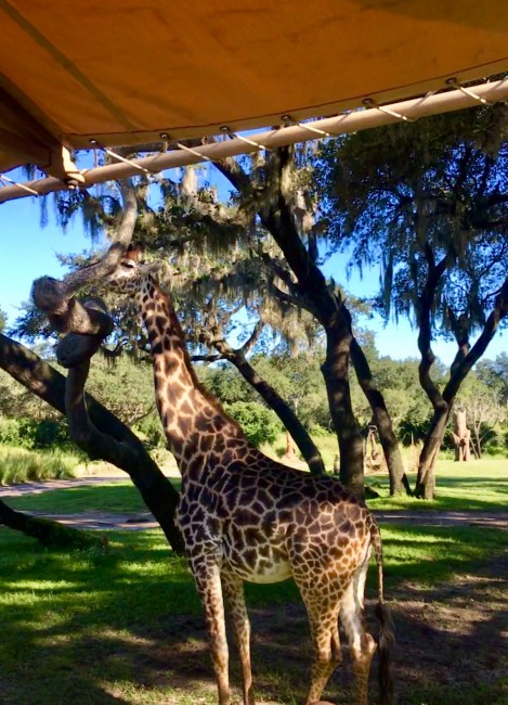 Up close and personal with a beautiful Giraffe.