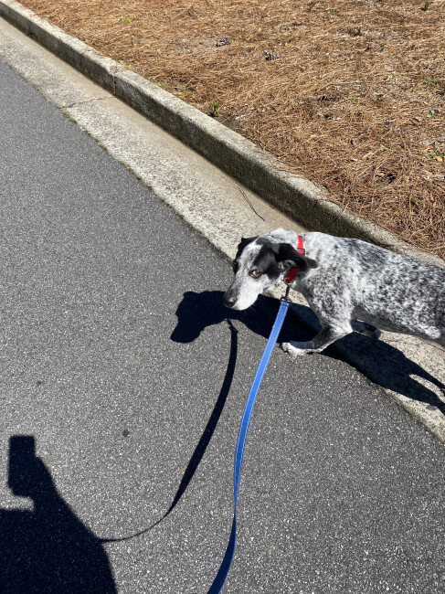 Enjoying our walk route in the neighborhood with Otis