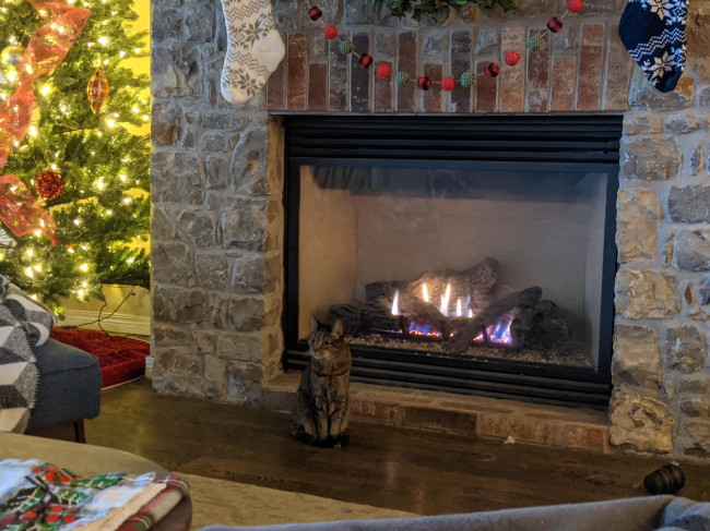 Nala keeping warm by the fireplace 