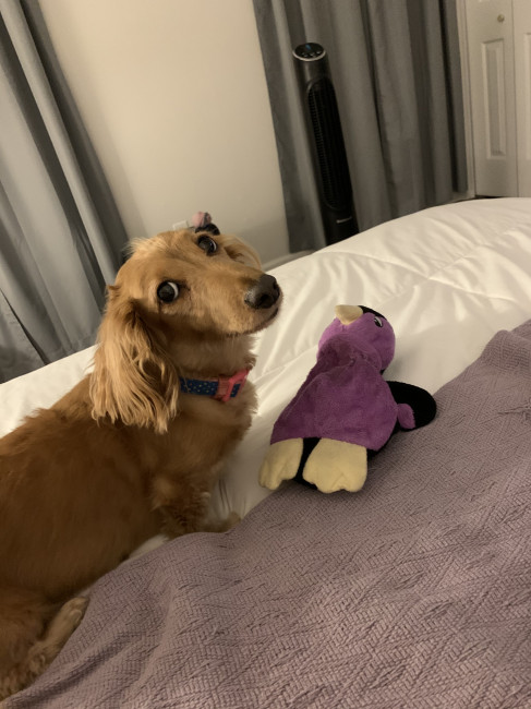 Macy with her favorite toy, Penguin 