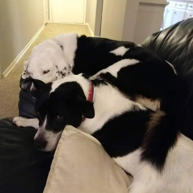 Jack and Lucy snuggling together on the couch. They do this pretty much every night.