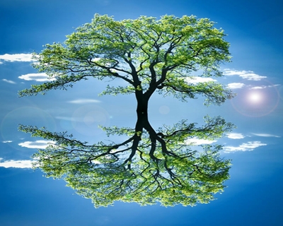 Mirror Image Tree