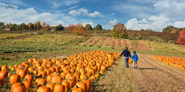 Vist a pumpkin patch!