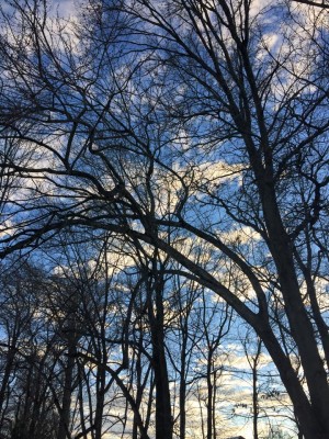 postadoptiondepressionjourney4 - trees in backyard