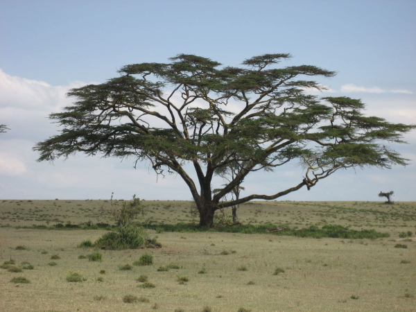 Landscape, Umbrella Thorn Tree