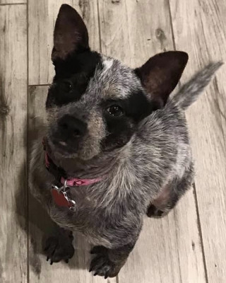 We love spending time with our precious blue heeler mix Gracie! She is sweet and spunky!