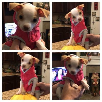 We love our  Chihuahua Bitzi! She loves playing and is such a sweetheart!