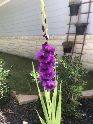 We love growing different kinds of flowers on our property! Jennifer’s Aunt gave us some bulbs to plant and the result were these beauties!