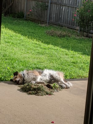 Barkley is hilarious. Here he is snuggling with his favorite weed pile.