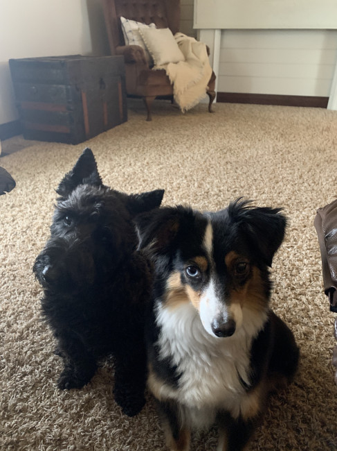 Our 2 pups! Tokes (Scottish Terrier) on the left is 8, and Stella (Toy Australian Shepard) on the right is 2. Stella joined our family last summer when our neighbor could no longer care for her. 