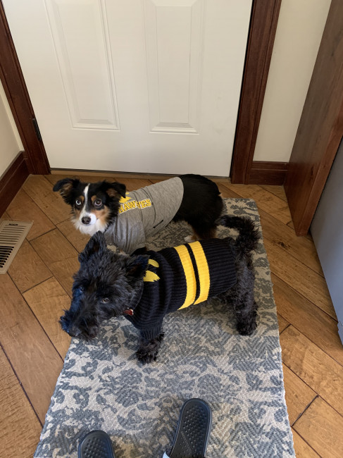 Even the dogs are Hawkeyes fans, although they do not appreciate the shirts nearly as much as we do. 