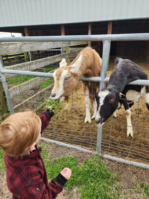 Feeding the goats 