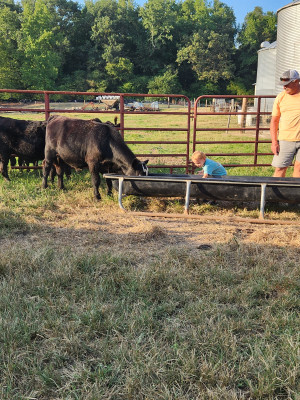 Feeding cows with PaPa