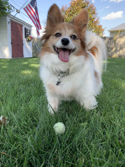 Bailey is such a happy dog! He loves spending time in our back yard playing fetch.
