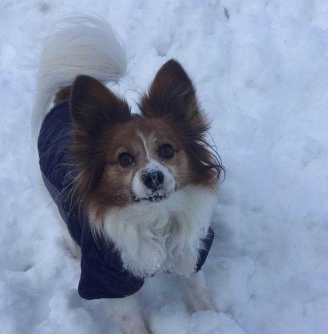 He loves snow! This is after digging for a tennis ball that landed in a huge snow bank.