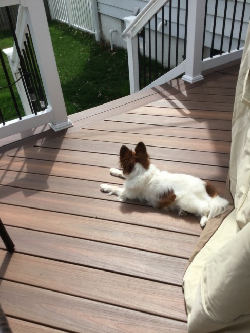 Sun bathing on the back deck.