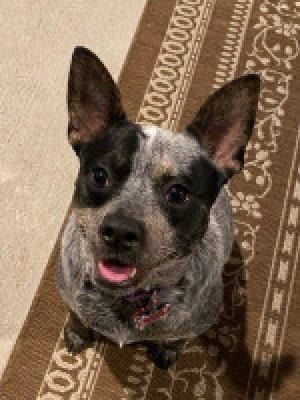 Our newest blue heeler mix puppy, Gracie. She came to use unexpectedly after the passing of our lab mix Lexie. She has been a blessing to us and always makes us laugh!