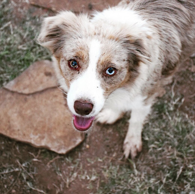 This is our Presley girl. She is also a mini Aussie and has such a fun personality. She loves to play fetch and go swimming. 