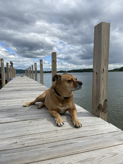 Handsome puppy on the docks