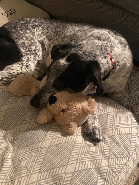 Otis loves Teddy