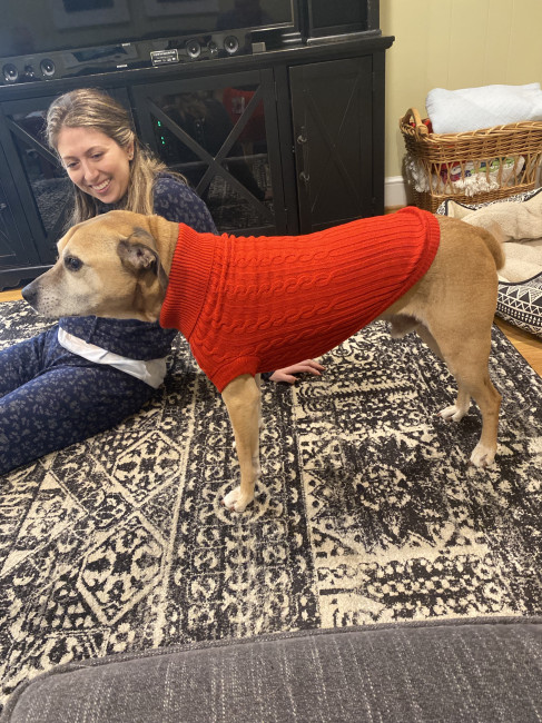 Claire's family dog trying on his Christmas sweater
