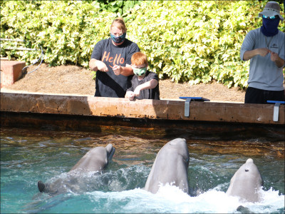 Interacting with dolphins!  Next time, Tracy wants to swim with them!