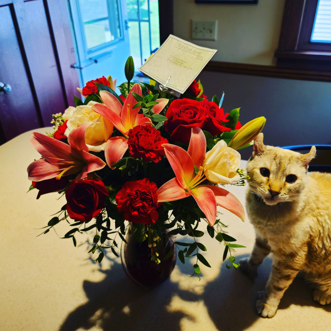Our Highland Lynx kitten, Diana, with the surprise anniversary flowers Sebastian gave me.
