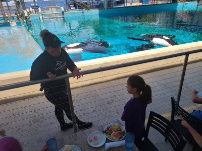 We visited Sea World and had lunch with the Orcas.  Nora got to ask lots of questions to learn about them. 