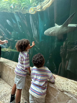 Visiting the Dallas Aquarium – the boys liked the shark tunnel best!
