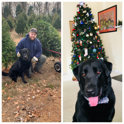 The before and after of getting our Christmas tree. Every year we go out and cut down our tree then come home listen to Christmas music and decorate the tree.