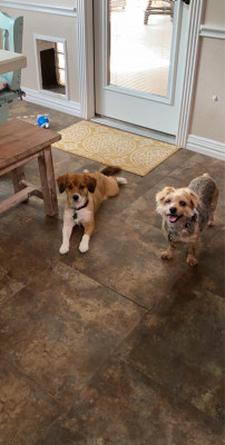 We also have two pups, Millie is on the left and Canton on the right. They're affectionately called 