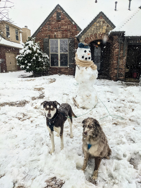 Our two pups in the snow at our house 