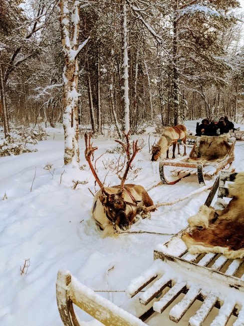 Monica and Jake went reindeer sledding in the Arctic Circle, in Norway 