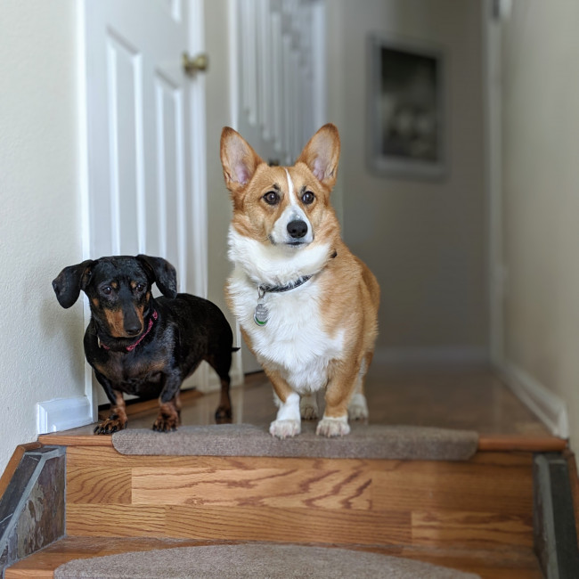 Our dogs Bruce (corgi) and Rusty (dachshund)