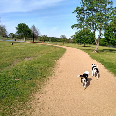 We love taking our dogs to the off-lease dog park near our house. The dogs love it too!