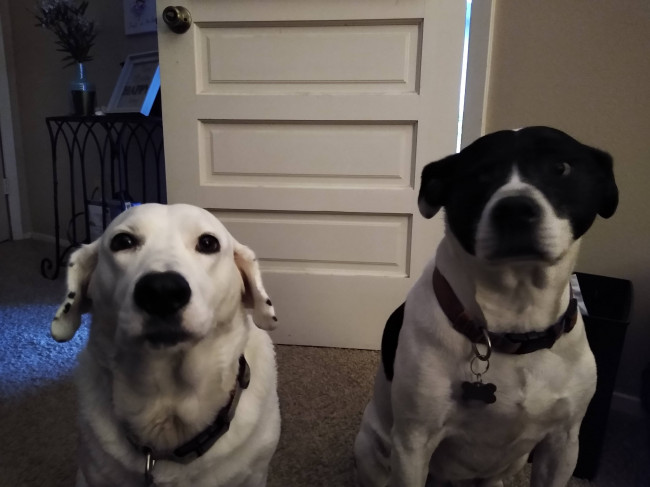 Jack and Lucy looking intently into the camera! 