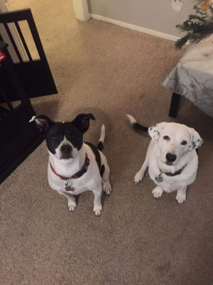Our dogs, Jack and Lucy, sitting up tall waiting for a treat :P