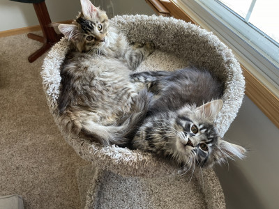 Fur-family - my kittens Mocha and Cola