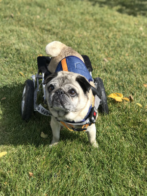 This is Teddy our dog child. He is adorable! He has a difficult time walking, so he uses his wheels to get around town! He's a local celebrity in the neighborhood!