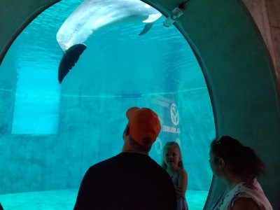 We love to travel. We try and take a family vacation at least once a year,  This is a picture from our last trip to Florida, at the clearwater aquarium. 