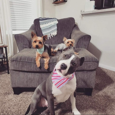 Meet our furbabies
Riley, Charlie, and Gizmo