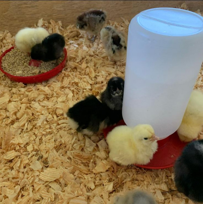 Brand new baby chicks