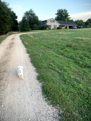 Oliver our most adorable dog walking down the driveway! 