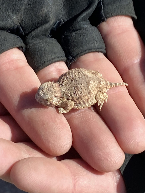 What a cute little toad we found on a ride.