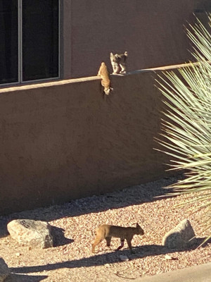 We love the creatures that make their way by our house. Here is a bobcat mother and her cubs.