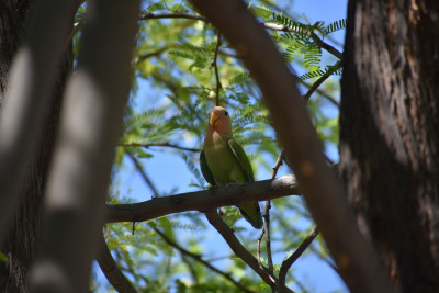 This is a parrot that is a part of a wild flock that lives near our home.
